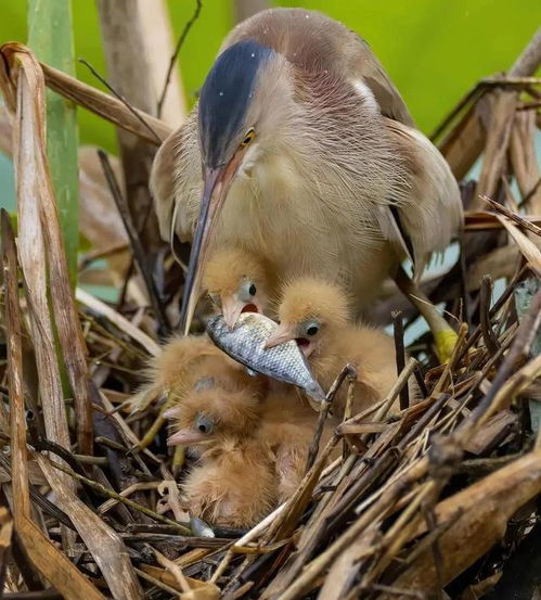 罕见瞬间 自然界中的逆袭与生存大战