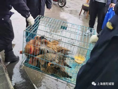 上海普陀区严查活禽交易隐患，监管生鲜水产品流通安全