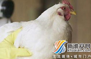 武汉确诊10例H7N9病例，500米内活禽全面宰杀并实施无害化处理