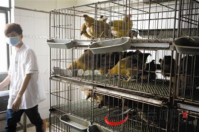 开设活禽宰杀店所需手续及注意事项