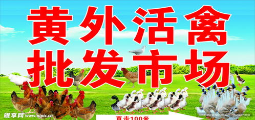 活禽批发与生鲜水产品市场设计图规划指南