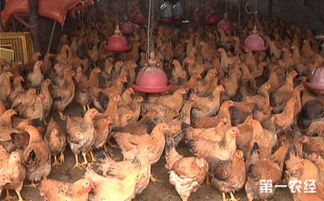 蓬江活禽市场复市遇冷 老摊主处之泰然