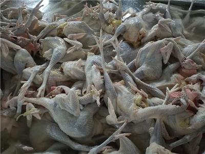 昆明拟禁活禽交易宰杀引热议 农业局回应 生鲜水产品不受影响，保障安全与供应是关键