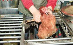 因应H7N9禽流感疫情 台湾自6月17日起市场禁宰活禽与生鲜水产品