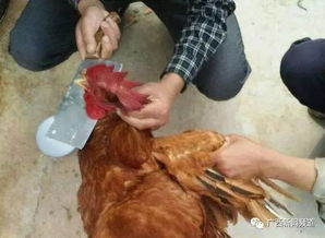 南宁明日活禽及生鲜水产品禁售，涉及十五家市场