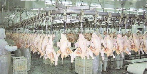 疫情未结束，禁活禽升级 26省市推动家禽集中屠宰冰鲜上市，活禽未来何去何从？