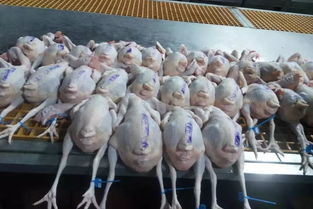 我市活禽交易屠宰专项整治工作初见成效 生鲜水产品市场秩序明显改善