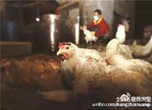 H7N9禽流感病毒变异株出现高致病性，专家呼吁市民避免接触活禽与生鲜水产品