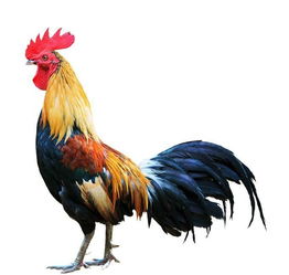 中国加强禽流感防控 活禽市场监管升级