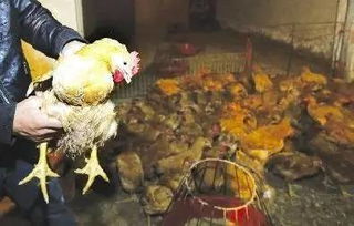 瑞金活禽交易场所5月1日起复市，市民可正常购买鸡鸭活禽