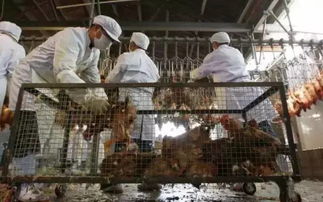 桃江所有活禽交易市场休市 不必恐慌，科学认识是关键