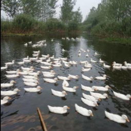 活禽与生鲜水产品批发采购 惠农网一站式供应与价格解析