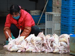 生鲜水产品 参考消息官方网站的深度观察