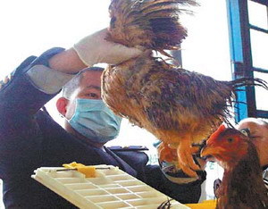 广东活禽恢复供港，生鲜水产品同步保障